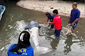 南海多次出现“鲛人”？人身鱼尾吓坏渔民，专家：山海经有记载图片