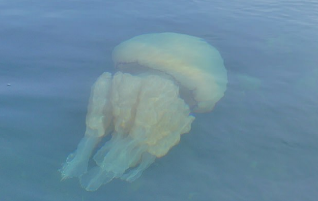 巨型水母大量涌入英国海域，专家：数量激增或与海水温度升高有关