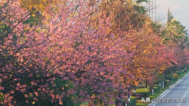 寒枝生暖意 樱粉竞芳菲——冬天的晋宁竟也这么美！