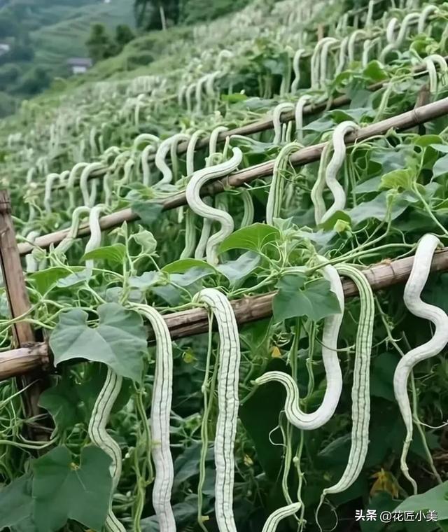 妈妈在老家种了一架“蛇瓜”，产量高到吃不完，网友：看着就怕