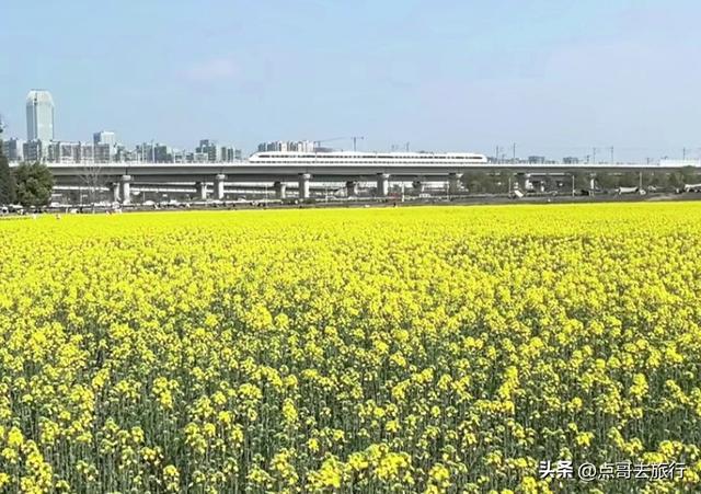 成都南三环附近最大油菜花田，天然观景台，视野非常壮观！