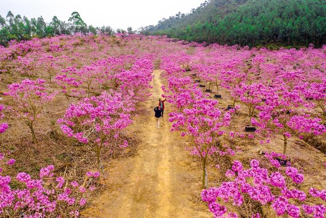 没门票没停车费！广东江门两个紫花风铃木花海，正是观赏期人还少