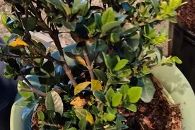 在家养盆栽栀子花注意9大问题，避免黄叶掉花，让它正常孕育花芽图片