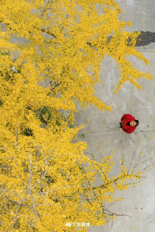 最后的金色狂欢！汉阳这三处私藏地一般人不知道→