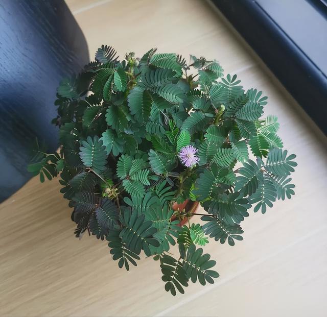 "花旺人不旺"，家里最好不要养这6种花，千万别不当一回事儿