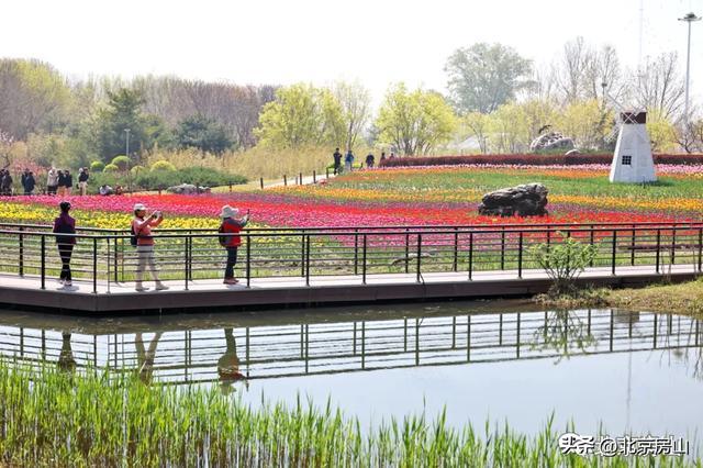 长阳公园9万株郁金香爆火，别让美景败给素质！