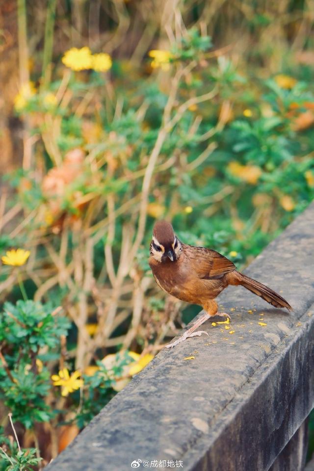 地铁直达——冬日暖阳限定版人民公园