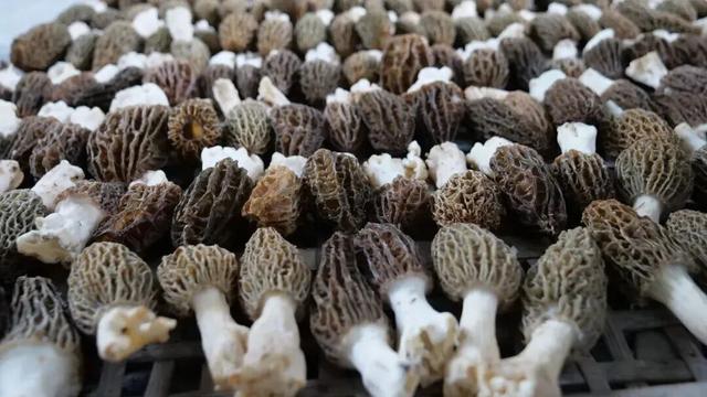 假期返程，后备箱又双叒叕满了