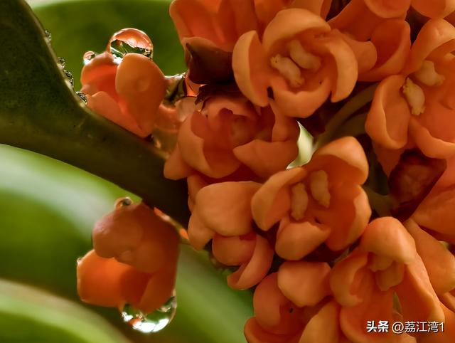 桂香漫城：桂林的秋日私语