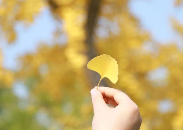 西安周末游丨这8个免费赏银杏叶好去处