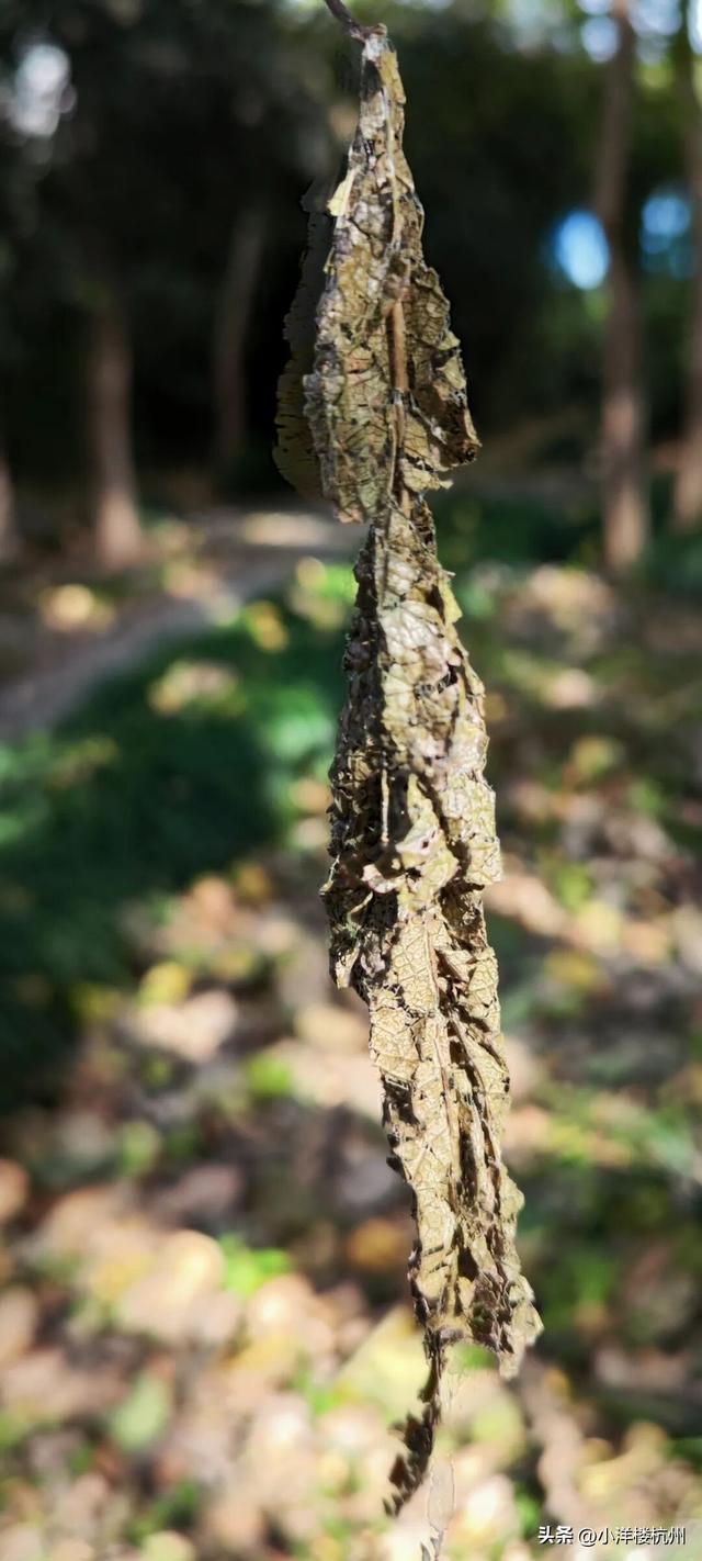 跟随树友们逛中国第一座现代植物园——浙大植物园