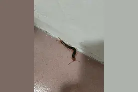 《家中出现蜈蚣，最不可以做的三件事，看你有没有做过》图片