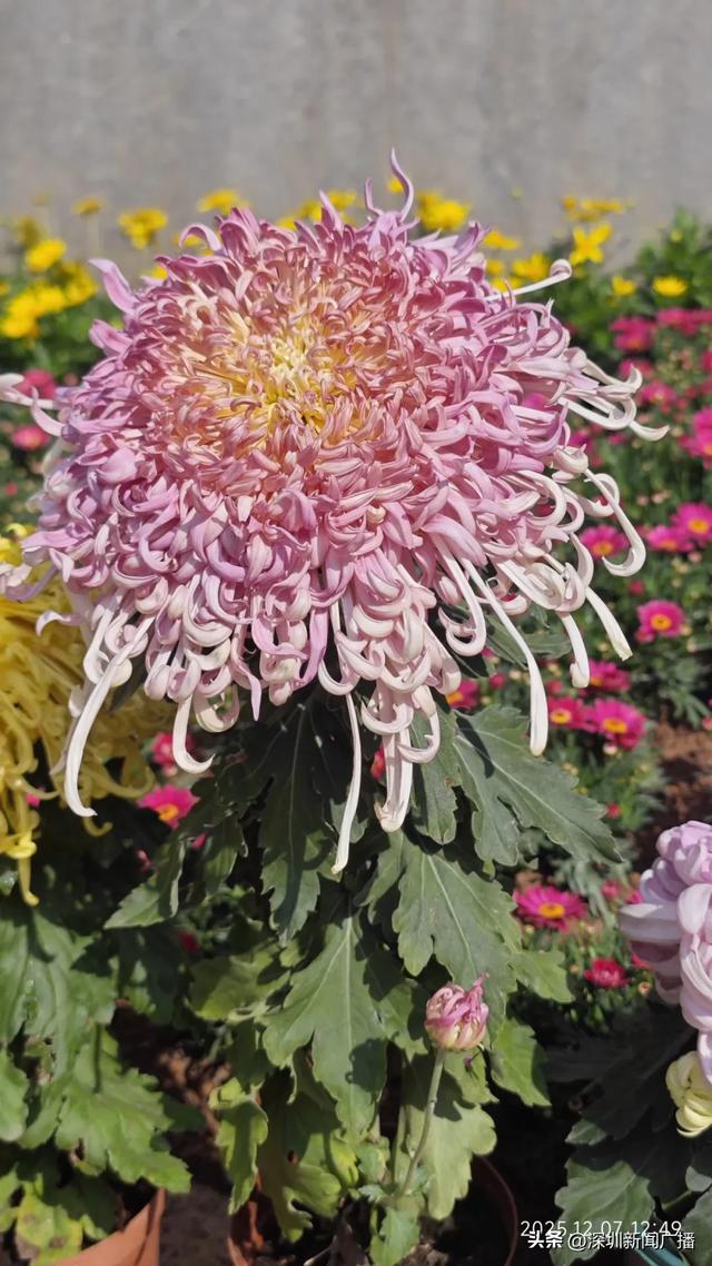 免费开放!持续21天!2025东湖公园菊花赏来啦~