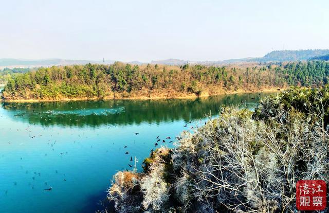 仙海湖变身“候鸟国际机场”，为飞鸟筑就冬日能量“加油站”