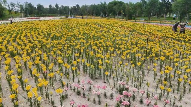 30余万株百合花盛放青格达湖畔~~~