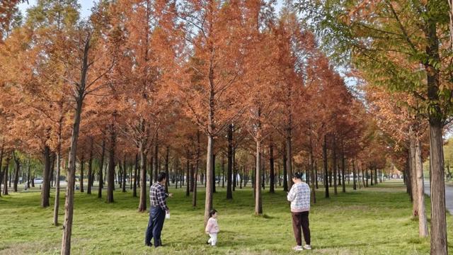 秋去冬来，邀您看红荷湿地的层林尽染，落叶如诗~~~