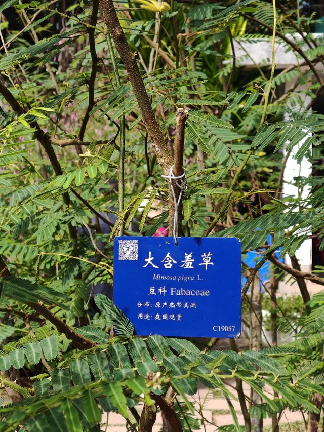 在植物园里寻找哲理