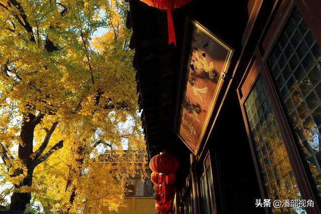 苏州石壁永慧寺，冬日金灿灿的世界，这里的古银杏和寺庙完美组合
