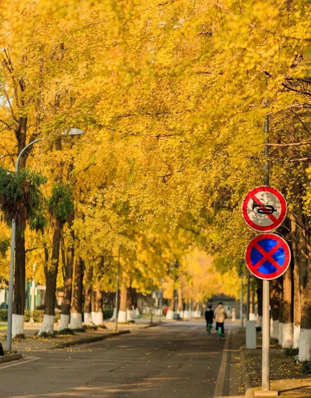 地铁直达！免费！成都20个绝美赏秋地，银杏水杉梧桐红枫限时上演！就在家门口！