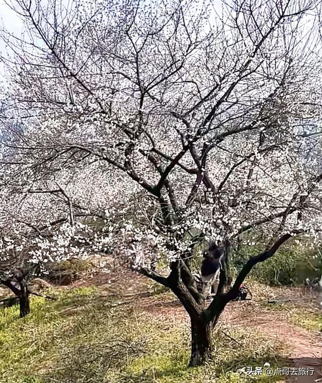 成都3000亩梅林开花了，被称为成都“小林芝”，非常震撼，免费！