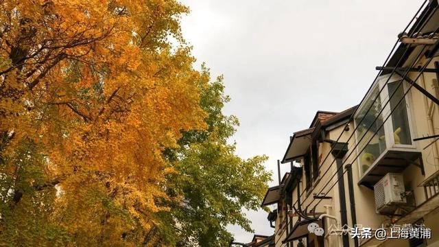 深秋限定！这条百年弄堂里尽是金色的浪漫！