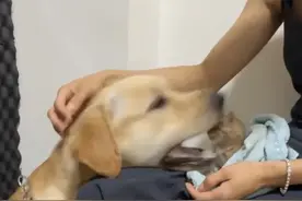 主人叮嘱狗要和猫友好相处，结果狗子听到“吃”就直接朝猫进击了图片