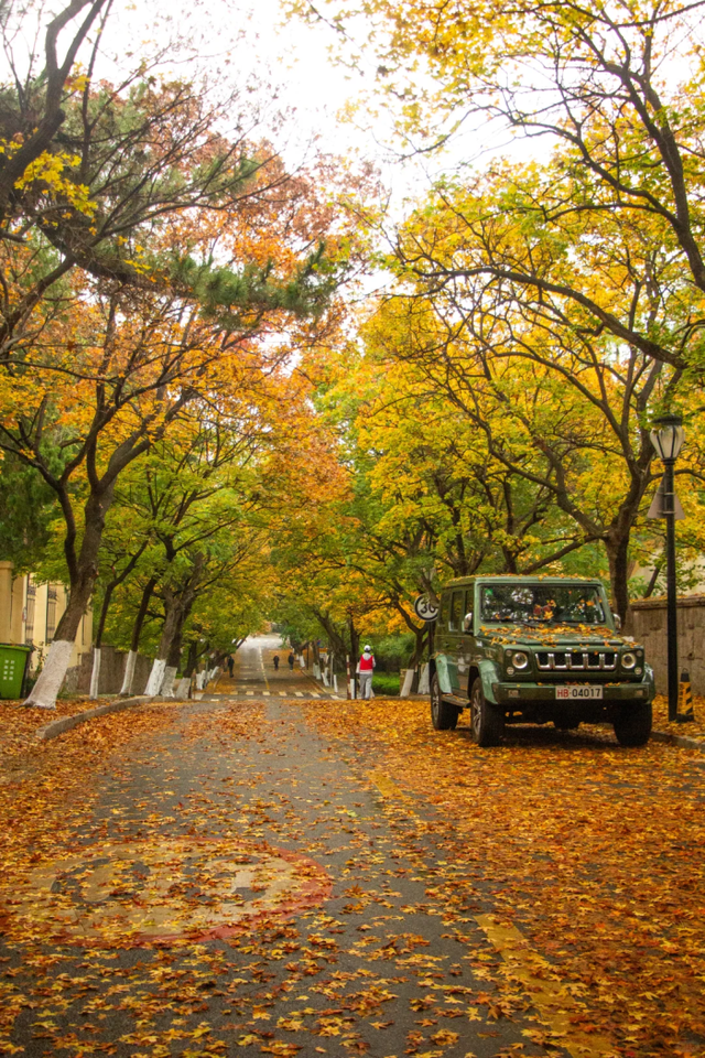 领取限定“杏”运！抓紧来看金色山东