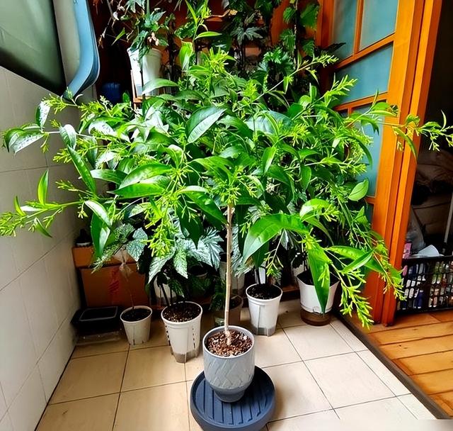阴花不能进阳宅！这5种花“打死”也不养，家里若有？快挪走！