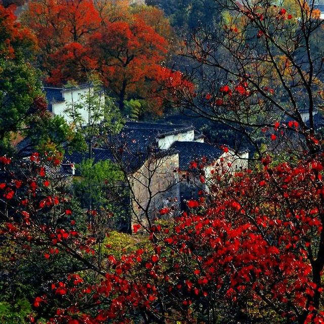 赏秋正当时！跟着杨紫独白，一起解锁塔川「最美秋色」 | 皖美冬日 | 第十五届安徽国际文化旅游节