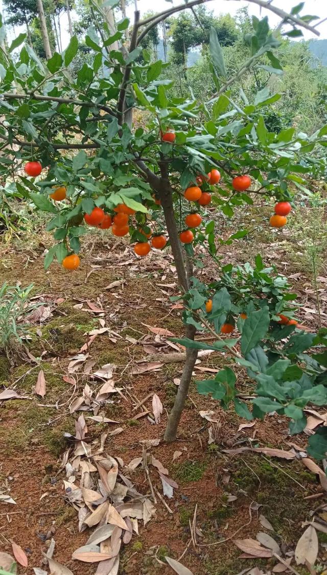 今日小寒是大晴天，老人说“最怕小寒是晴天”	，有什么预兆？