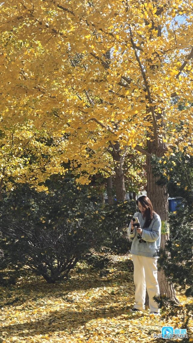 潍坊这些银杏观赏地，个个含“金”量满满！