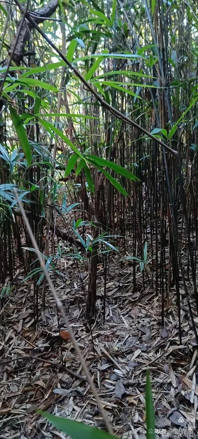 环浙步道上的小众穿越秘境,这条充满挑战的徒步环线你可去过?