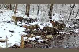 黑龙江一林场发现4只豹，皮毛靓丽身姿矫健，带仔母豹雪中教学图片