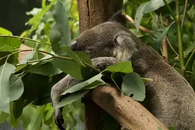 快来！这里的考拉等你来抱抱图片