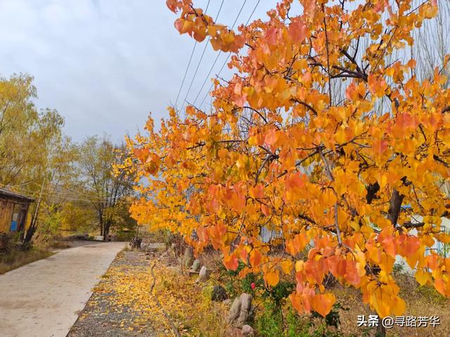 秋日行走在刘家峡的田野,竟有点点意外的收获