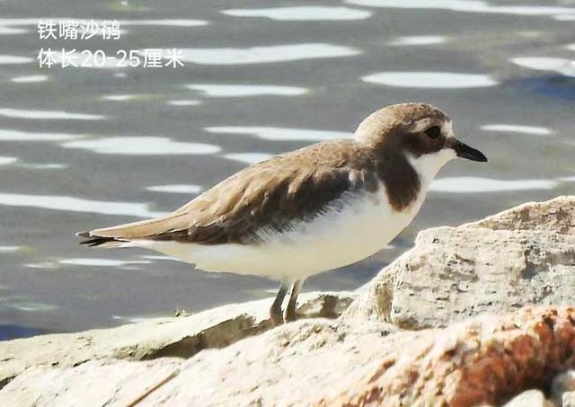 快乐的25/26深圳湾候鸟季