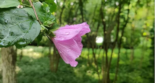 鹿泉：夏日雨后，公园里藏不住的花语