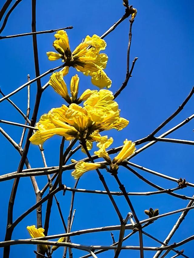 厦门春日限定:天竺山黄花风铃木观赏全攻略