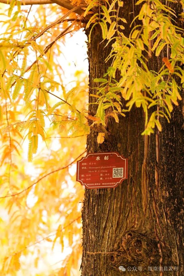 徽县：水杉的冬日华彩
