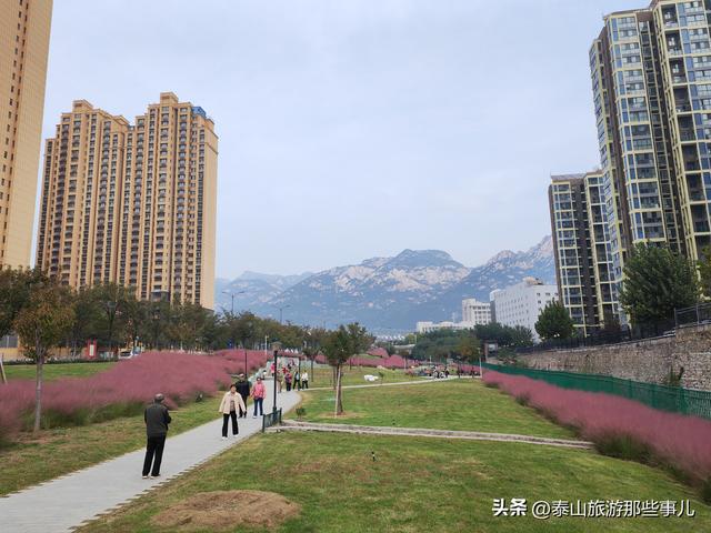 泰安：泰山下一个街角公园火了，有百米粉黛花海，错过要再等一年