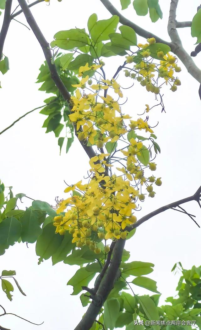 美到犯规！厦门莲花这条路成“黄金雨”仙境，绵延数公里！
