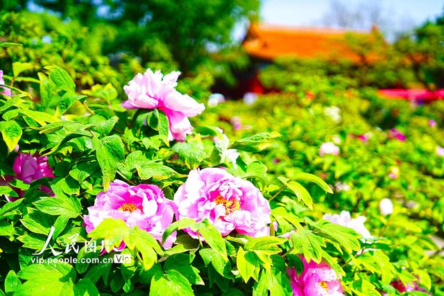 北京：景山公园牡丹进入最佳观赏期