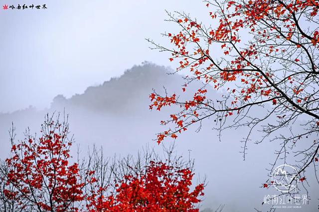 韶关晚秋“神仙景致”：云海、奇峰、秋叶奏响绝美“三重奏”！