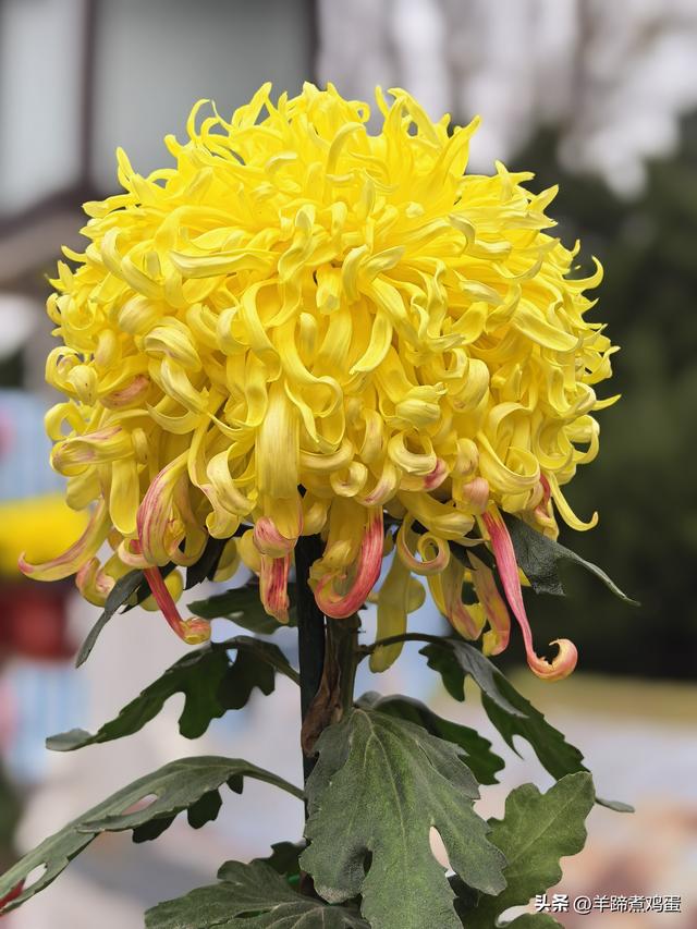 秋风独宠一园菊，晚来香艳出樊篱——北京北海公园2025年菊花展