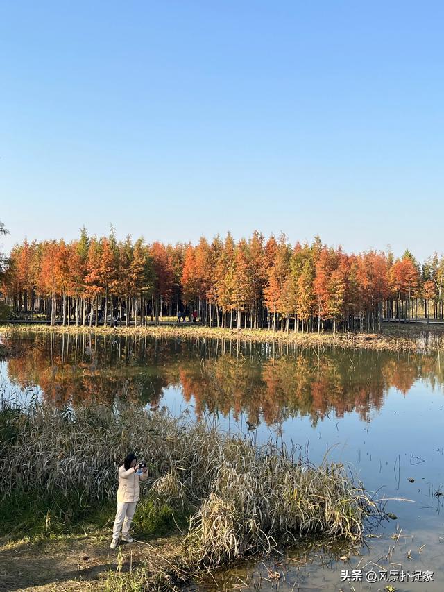南昌鱼尾洲公园，红杉慢慢变红！