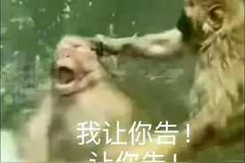 吗喽告什么告｜表情包图片