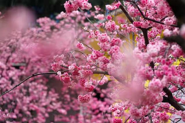 别开车！别开车！圆通山赏花攻略来了，错过这波等明年。