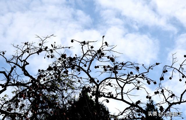 贵州贵阳乌当区的柿子和彩林，体验初冬之韵