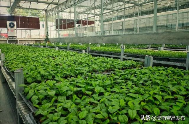【寻迹甘肃 向往之旅】问道崆峒 康养平凉