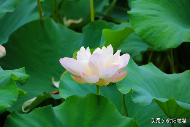 “荷”你一起，邂逅射阳夏日限定浪漫~